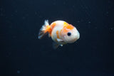 Baby Ranchu  Calico 2.5 Inch (ID#0110R9c-34) Free2Day SHIPPING