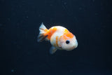 Baby Ranchu  Calico 2.5 Inch (ID#0110R9c-34) Free2Day SHIPPING