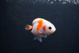 Baby Ranchu  Sakura 3 Inch (ID#0110R9c-29) Free2Day SHIPPING