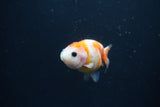 Baby Ranchu  Calico 2.5 Inch (ID#0110R9c-34) Free2Day SHIPPING