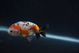 Baby Ranchu  Calico 3 Inch (ID#0110R9c-35) Free2Day SHIPPING