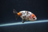 Baby Ranchu  Calico 3 Inch (ID#0110R9c-35) Free2Day SHIPPING