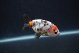 Baby Ranchu  Calico 3 Inch (ID#0110R9c-35) Free2Day SHIPPING