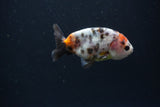 Baby Ranchu  Calico 3 Inch (ID#0110R9c-35) Free2Day SHIPPING