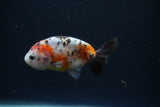 Baby Ranchu  Calico 3 Inch (ID#0110R9c-35) Free2Day SHIPPING