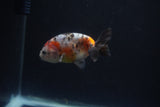 Baby Ranchu  Calico 3 Inch (ID#0110R9c-35) Free2Day SHIPPING