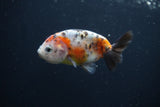 Baby Ranchu  Calico 3 Inch (ID#0110R9c-35) Free2Day SHIPPING