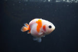 Baby Ranchu  Sakura 3 Inch (ID#0110R9c-29) Free2Day SHIPPING