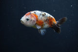 Baby Ranchu  Calico 3 Inch (ID#0110R9c-35) Free2Day SHIPPING