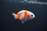 Baby Ranchu  Sakura 3 Inch (ID#0110R9c-29) Free2Day SHIPPING