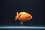 Baby Ranchu  Sakura 2.5 Inch (ID#0110R9c-37) Free2Day SHIPPING