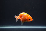 Baby Ranchu  Sakura 2.5 Inch (ID#0110R9c-37) Free2Day SHIPPING