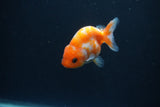 Baby Ranchu  Sakura 2.5 Inch (ID#0110R9c-37) Free2Day SHIPPING