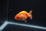 Baby Ranchu  Sakura 2.5 Inch (ID#0110R9c-37) Free2Day SHIPPING