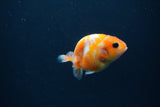 Baby Ranchu  Sakura 2.5 Inch (ID#0110R9c-37) Free2Day SHIPPING