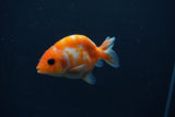 Baby Ranchu  Sakura 2.5 Inch (ID#0110R9c-37) Free2Day SHIPPING