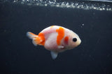 Baby Ranchu  Sakura 3 Inch (ID#0110R9c-29) Free2Day SHIPPING