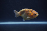 Baby Ranchu  Calico 3 Inch (ID#0113R9c-20) Free2Day SHIPPING