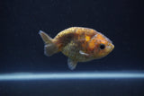 Baby Ranchu  Calico 3 Inch (ID#0113R9c-20) Free2Day SHIPPING