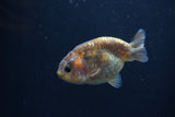 Baby Ranchu  Calico 3 Inch (ID#0113R9c-20) Free2Day SHIPPING