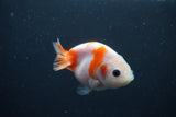 Baby Ranchu  Sakura 3 Inch (ID#0110R9c-29) Free2Day SHIPPING