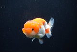 Juvenile Lionchu  Red White 3 Inch (ID#1126R11b-18) Free2Day SHIPPING