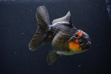 Thai Oranda  Red Black 5 Inch (ID#1025To6c-112)