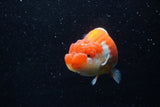 Lionchu  Red White 4.5 Inch (ID#211R12b-92) Free2Day SHIPPING