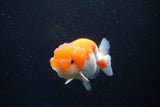 Juvenile Lionchu  Red White 3 Inch (ID#1126R11b-18) Free2Day SHIPPING