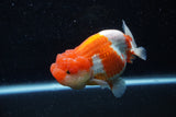 Lionchu  Red White 4.5 Inch (ID#211R12b-92) Free2Day SHIPPING