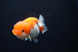 Juvenile Lionchu  Red White 3 Inch (ID#1126R11b-18) Free2Day SHIPPING