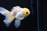 Juvenile Thai Oranda  Lemon Head Red White 4 Inch (ID#418T13b-83) Free2Day SHIPPING