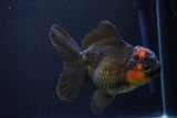 Thai Oranda  Red Black 5 Inch (ID#1025To6c-112)