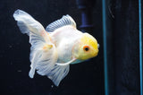 Juvenile Thai Oranda  Lemon Head Red White 4 Inch (ID#418T13b-83) Free2Day SHIPPING