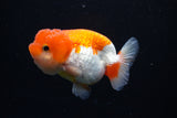 Juvenile Lionchu  Red White 3 Inch (ID#1126R11b-18) Free2Day SHIPPING