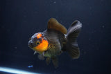 Thai Oranda  Red Black 5 Inch (ID#1025To6c-112)