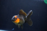 Thai Oranda  Red Black 5 Inch (ID#1025To6c-112)