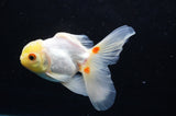 Juvenile Thai Oranda  Lemon Head Red White 4 Inch (ID#418T13b-83) Free2Day SHIPPING