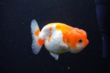 Juvenile Lionchu  Red White 3 Inch (ID#1126R11b-18) Free2Day SHIPPING