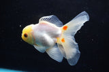 Juvenile Thai Oranda  Lemon Head Red White 4 Inch (ID#418T13b-83) Free2Day SHIPPING