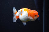 Juvenile Lionchu  Red White 3 Inch (ID#1126R11b-18) Free2Day SHIPPING