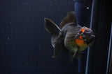 Thai Oranda  Red Black 5 Inch (ID#1025To6c-112)