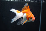 Ryukin Longtail Red White 5 Inch (ID#816Ry7b-3) Free2Day SHIPPING