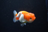 Juvenile Lionchu  Red White 3 Inch (ID#1126R11b-18) Free2Day SHIPPING