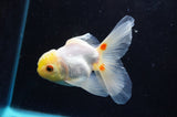 Juvenile Thai Oranda  Lemon Head Red White 4 Inch (ID#418T13b-83) Free2Day SHIPPING