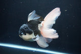 Thai Oranda  Panda 6 Inch (ID#1025To6c-113)