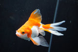 Ryukin Longtail Red White 5 Inch (ID#816Ry7b-3) Free2Day SHIPPING