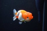 Juvenile Lionchu  Red White 3 Inch (ID#1126R11b-18) Free2Day SHIPPING