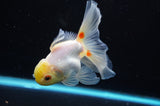 Juvenile Thai Oranda  Lemon Head Red White 4 Inch (ID#418T13b-83) Free2Day SHIPPING