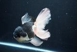 Thai Oranda  Panda 6 Inch (ID#1025To6c-113)